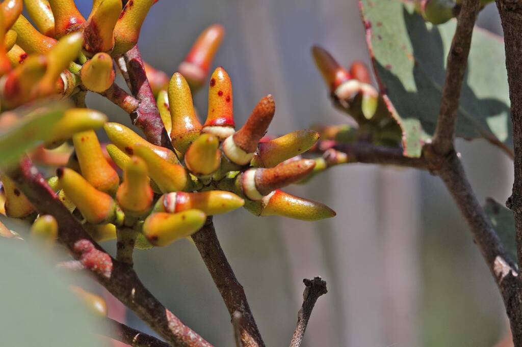 Eucalyptus infera, QLD © Marc Newman
