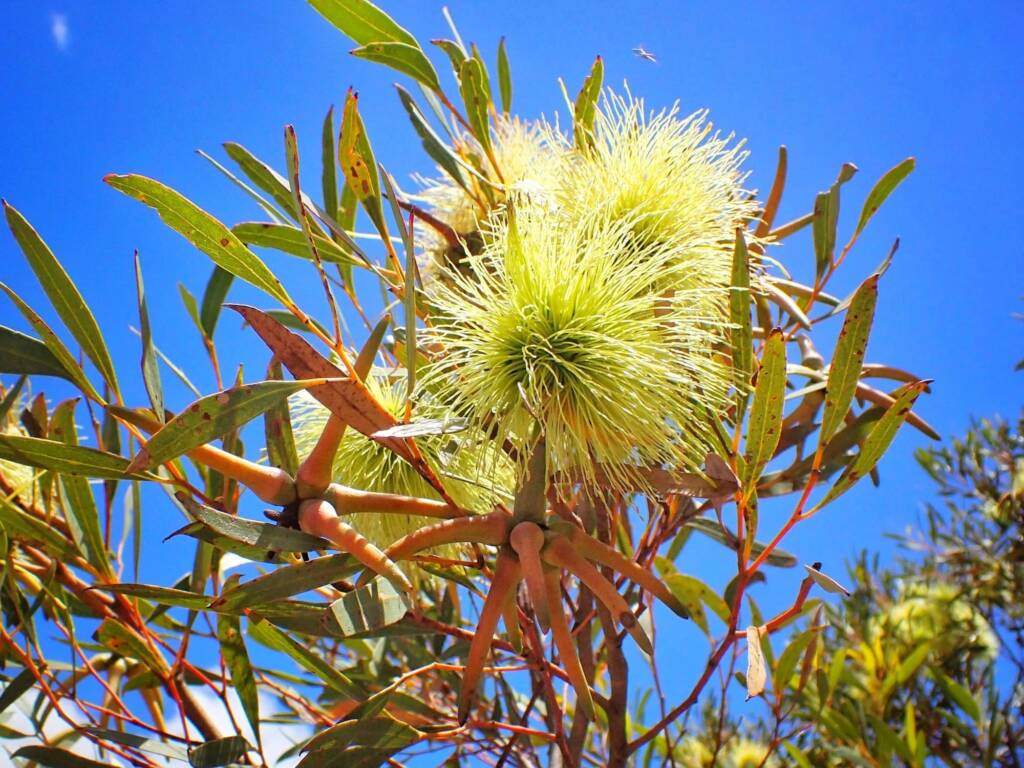 Eucalyptus lehmannii subsp. parallela, Stirling Range National Park WA © Terry Dunham