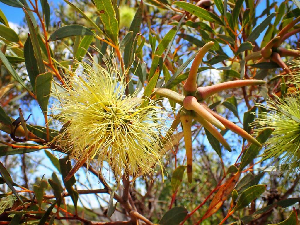 Eucalyptus lehmannii subsp. parallela, Stirling Range National Park WA © Terry Dunham