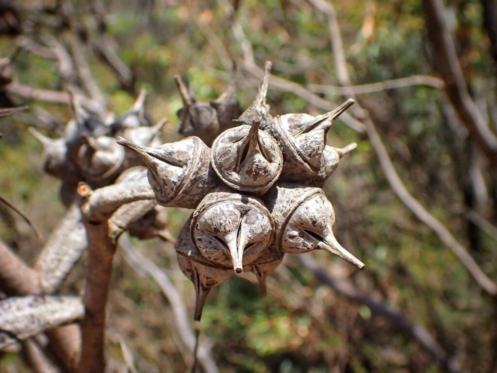 Eucalyptus lehmannii subsp. parallela, Stirling Range National Park WA © Terry Dunham