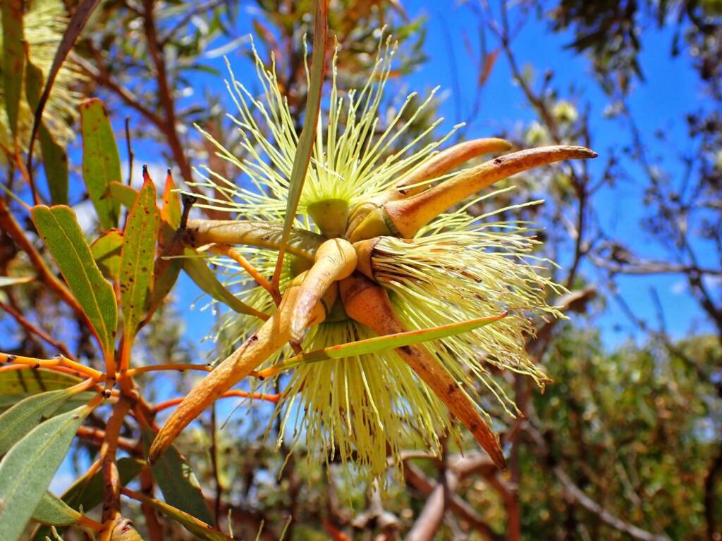 Eucalyptus lehmannii subsp. parallela, Stirling Range National Park WA © Terry Dunham