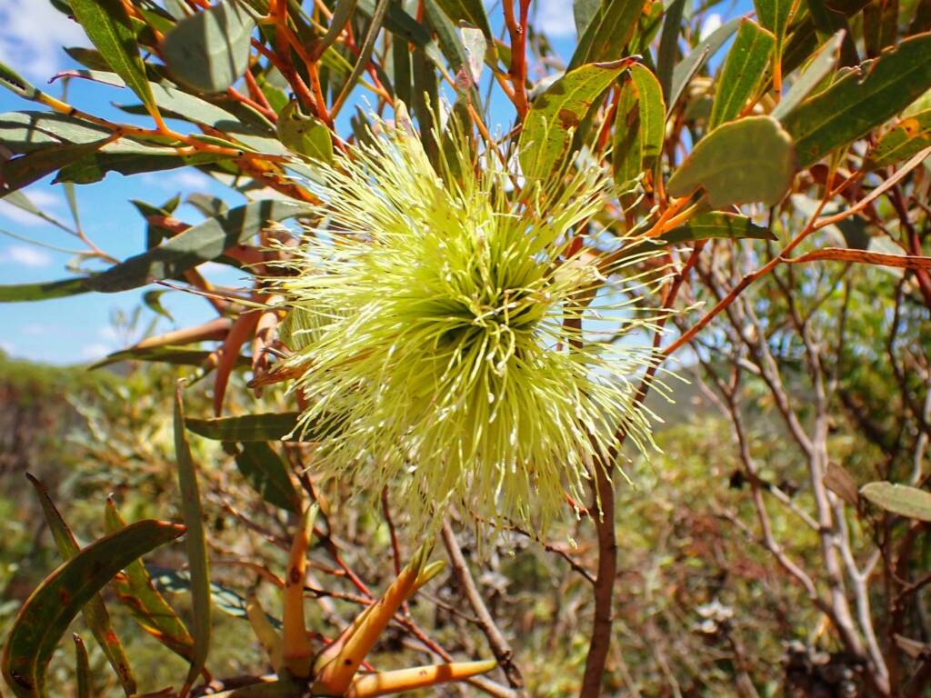 Eucalyptus lehmannii subsp. parallela, Stirling Range National Park WA © Terry Dunham