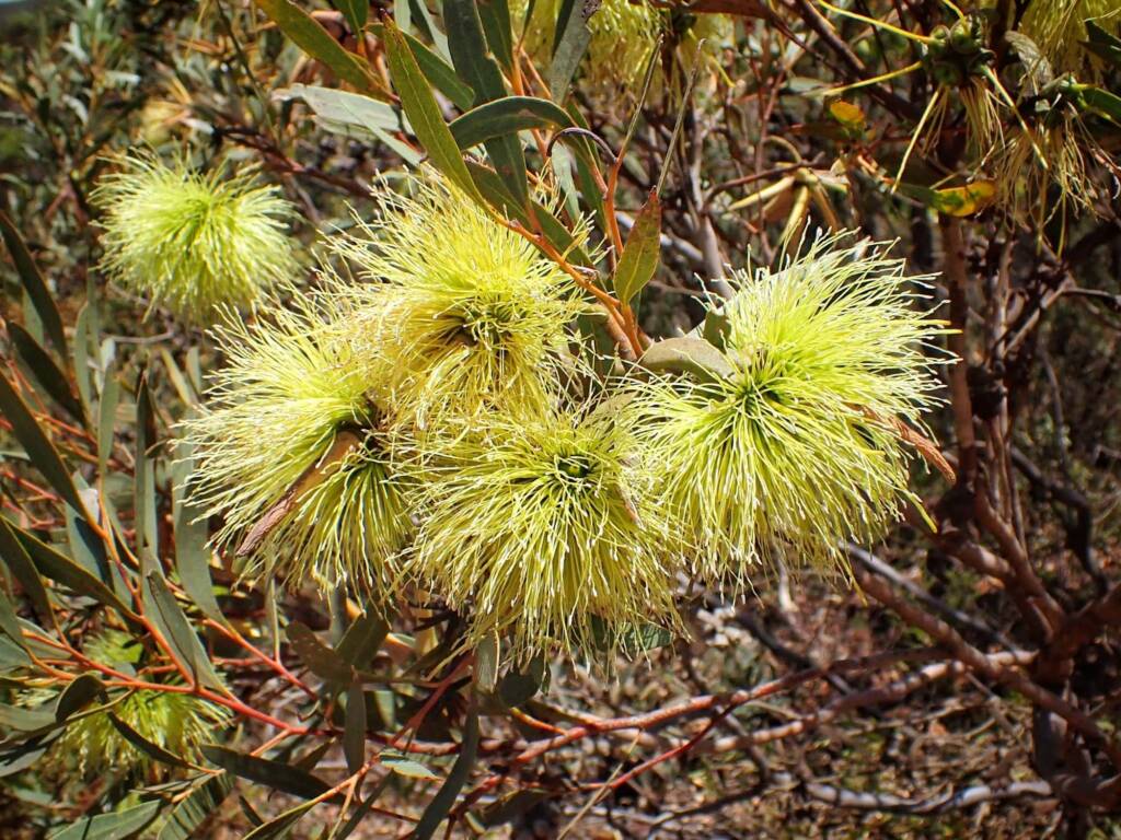 Eucalyptus lehmannii subsp. parallela, Stirling Range National Park WA © Terry Dunham