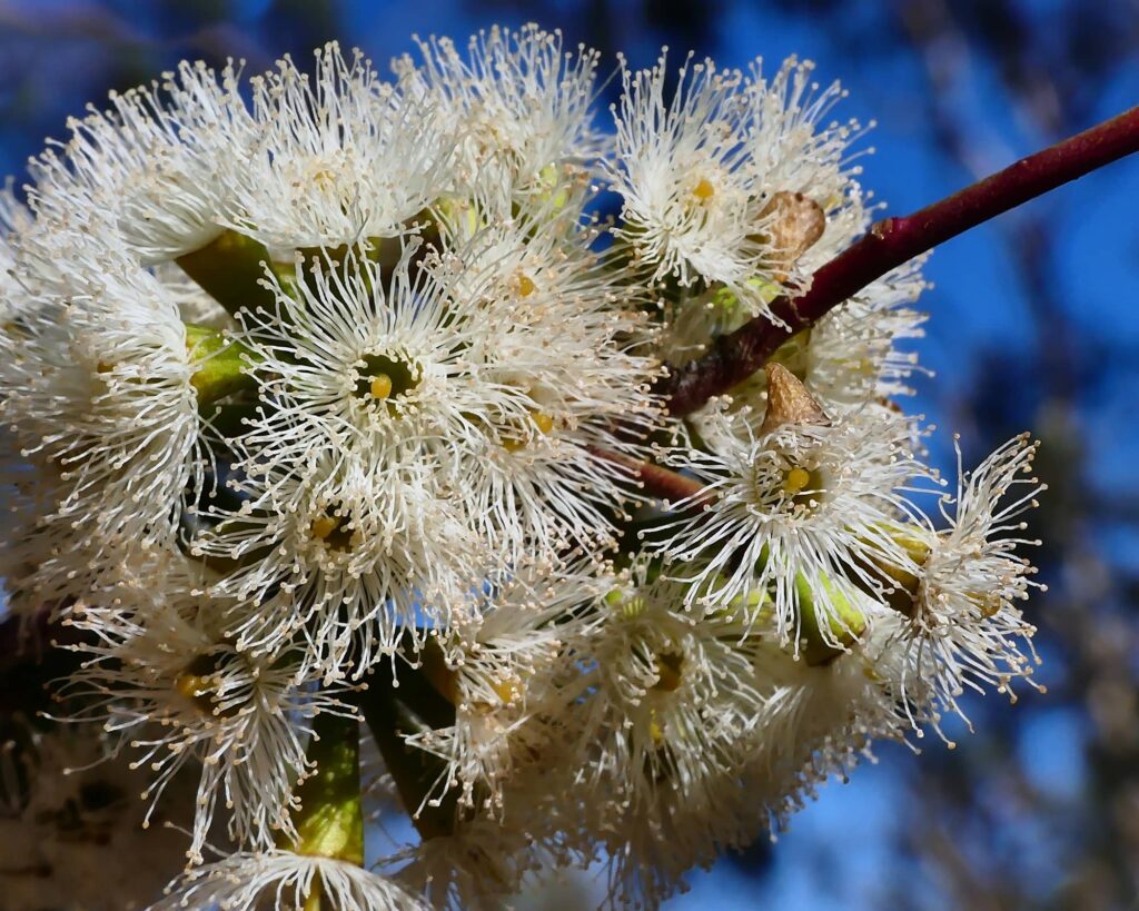 Eucalyptus microcarpa flower © Marianne Broug