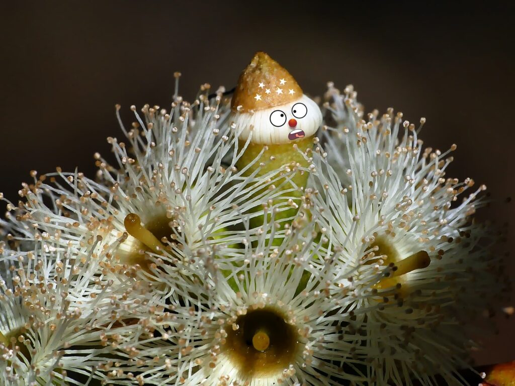 Eucalyptus microcarpa flower pixie © Marianne Broug