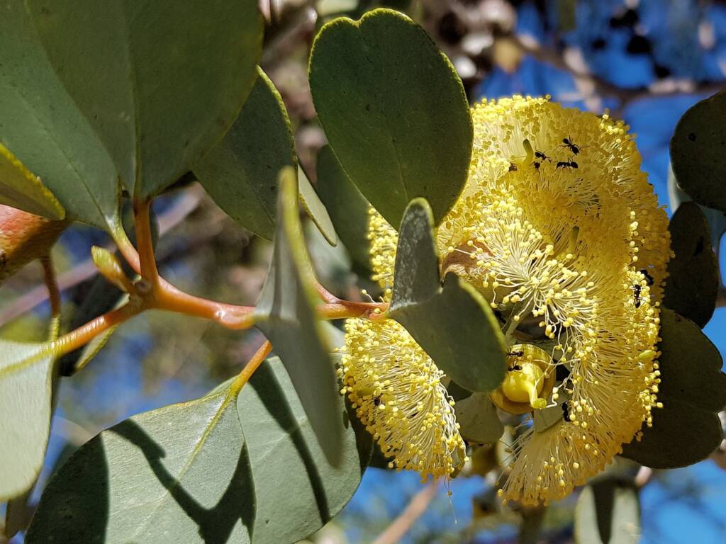 Round-leaved Mallee (Eucalyptus orbifolia), Alice Springs NT