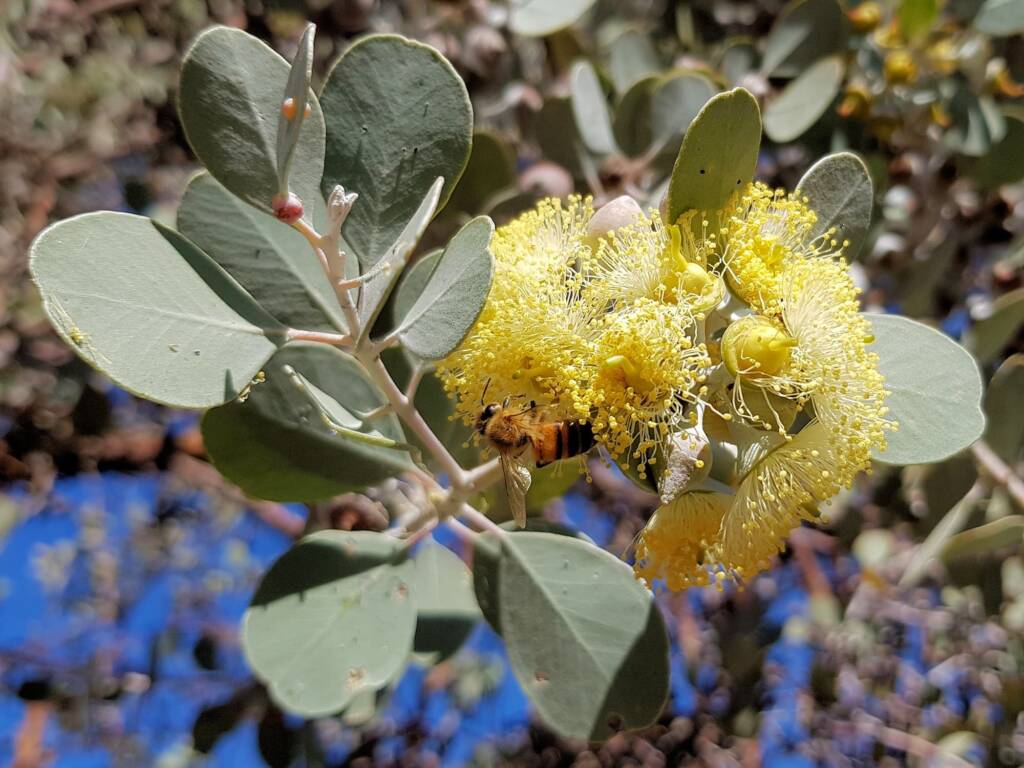 Round-leaved Mallee (Eucalyptus orbifolia), Alice Springs NT