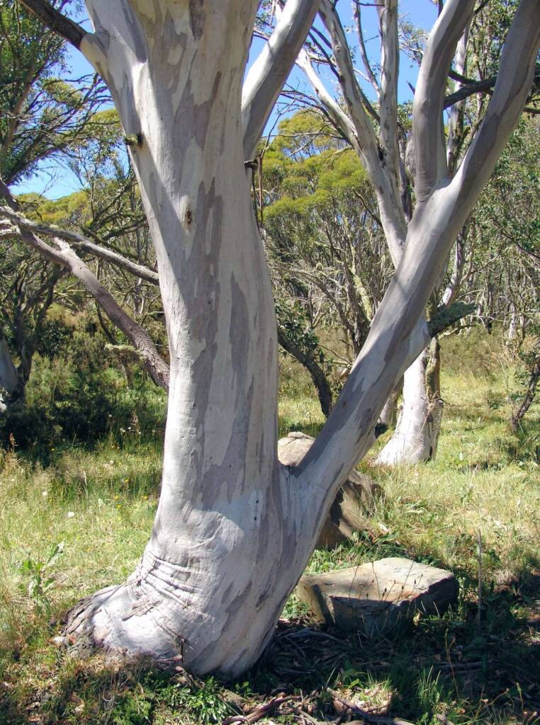 Australian Snow Gums (Eucalyptus pauciflora), Dinner Plain, VIC