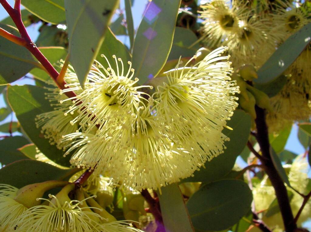 Pimpin Mallee (Eucalyptuspimpiniana), Australian Arid Lands Botanic Garden