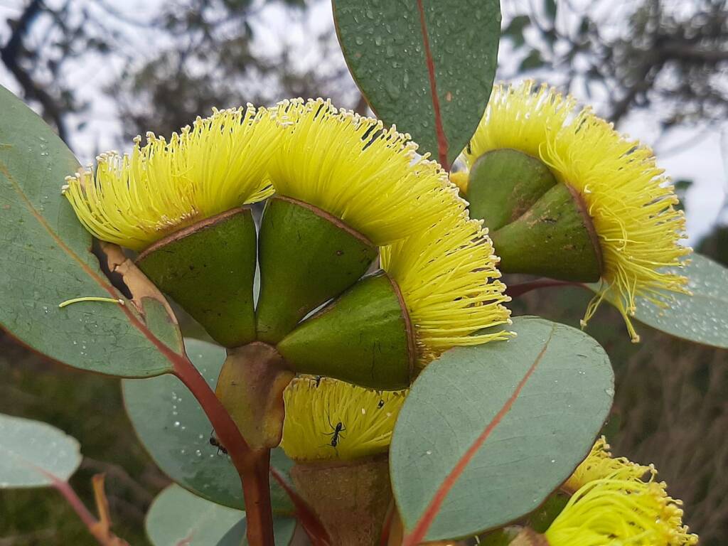 Eucalyptus preissiana (Bell-fruited Mallee), Stirling Range National Park WA © Terry Dunham