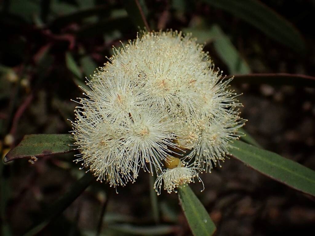 Eucalyptus uncinata (Hook-leaved Mallee), Stirling National Park WA © Terry Dunham