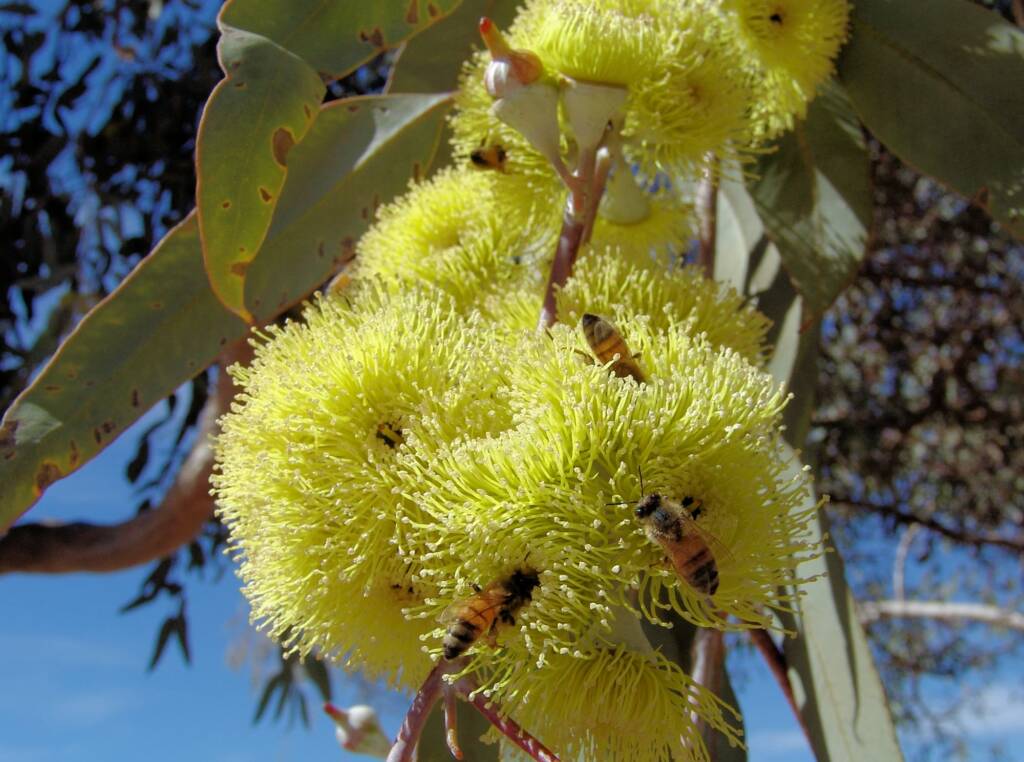 Lemon-flowered Gum (Eucalyptus woodwardii), Alice Springs NT