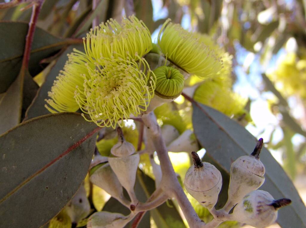 Lemon-flowered Gum (Eucalyptus woodwardii), Alice Springs NT