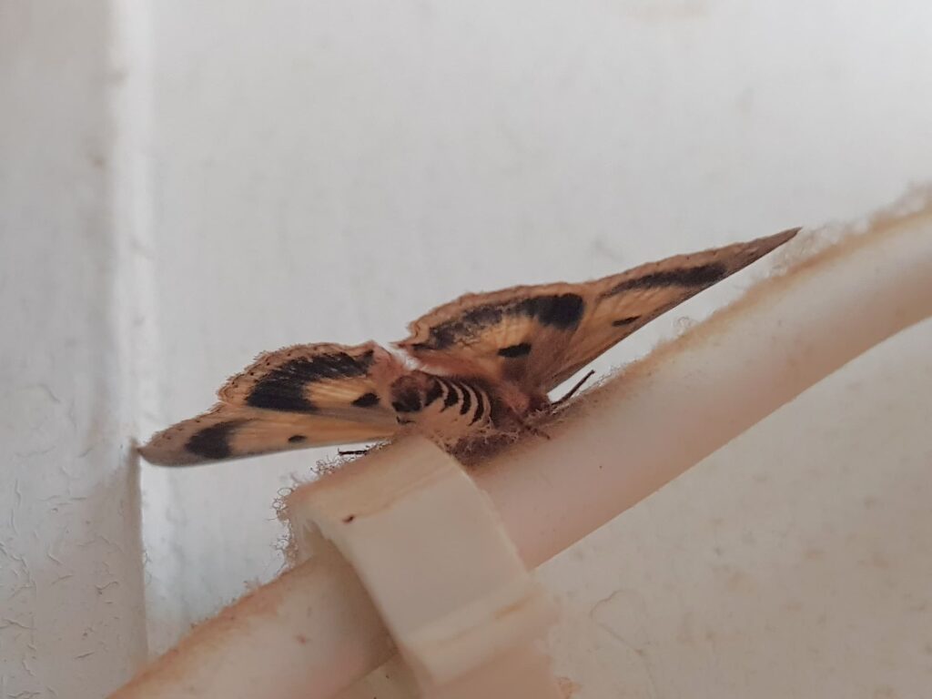 Lawson's Night Moth (Eudesmeola lawsoni), Alice Springs NT