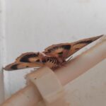 Lawson's Night Moth (Eudesmeola lawsoni), Alice Springs NT