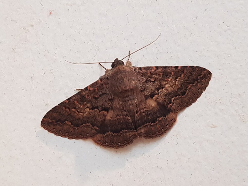 Lawson's Night Moth (Eudesmeola lawsoni), Alice Springs NT