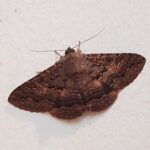 Lawson's Night Moth (Eudesmeola lawsoni), Alice Springs NT