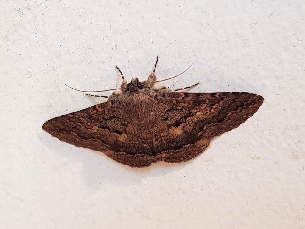 Lawson's Night Moth (Eudesmeola lawsoni), Alice Springs NT