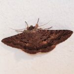 Lawson's Night Moth (Eudesmeola lawsoni), Alice Springs NT