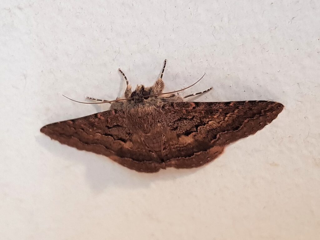 Lawson's Night Moth (Eudesmeola lawsoni), Alice Springs NT