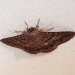 Lawson's Night Moth (Eudesmeola lawsoni), Alice Springs NT
