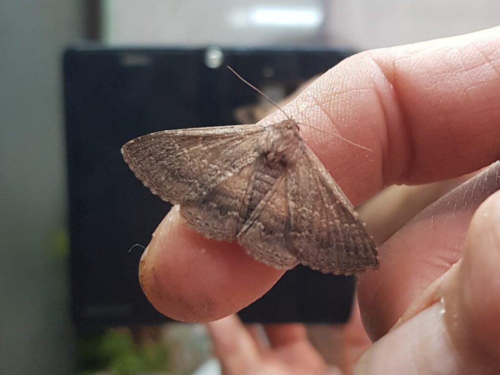 Lawson's Night Moth (Eudesmeola lawsoni), Alice Springs NT