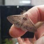 Lawson's Night Moth (Eudesmeola lawsoni), Alice Springs NT