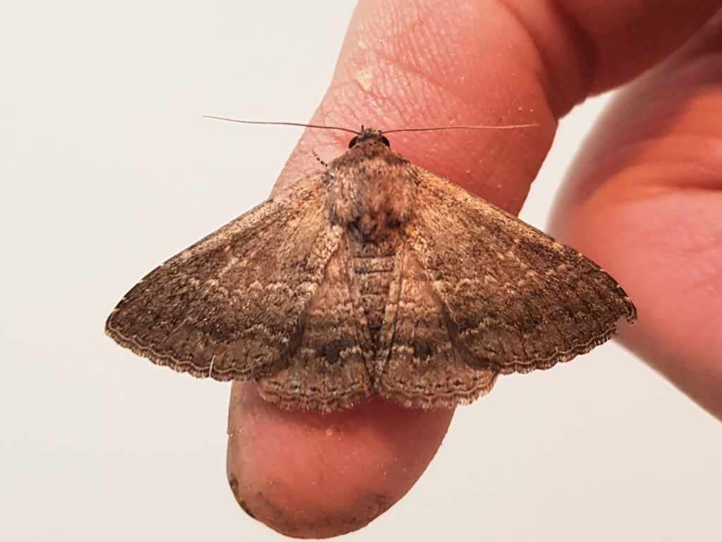 Lawson's Night Moth (Eudesmeola lawsoni), Alice Springs NT