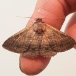 Lawson's Night Moth (Eudesmeola lawsoni), Alice Springs NT