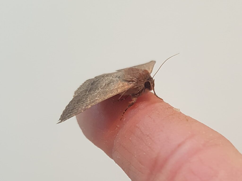 Lawson's Night Moth (Eudesmeola lawsoni), Alice Springs NT