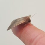 Lawson's Night Moth (Eudesmeola lawsoni), Alice Springs NT