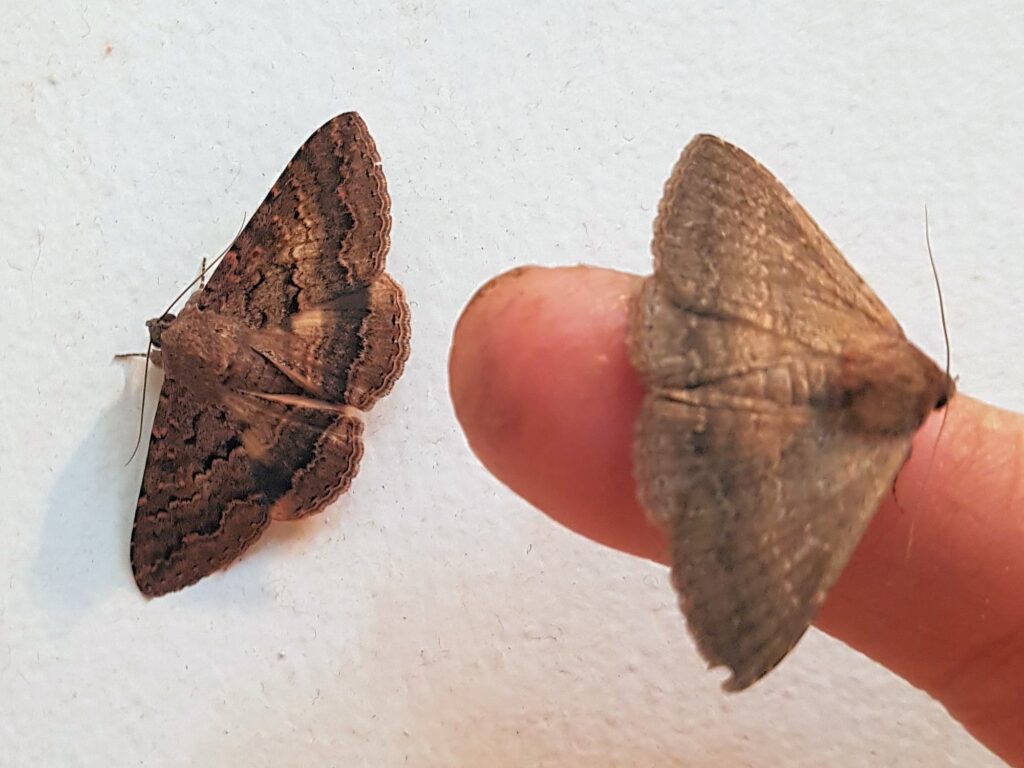 Lawson's Night Moth (Eudesmeola lawsoni), Alice Springs NT