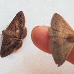 Lawson's Night Moth (Eudesmeola lawsoni), Alice Springs NT