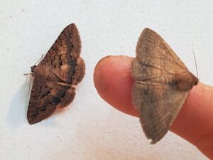 Lawson's Night Moth (Eudesmeola lawsoni), Alice Springs NT