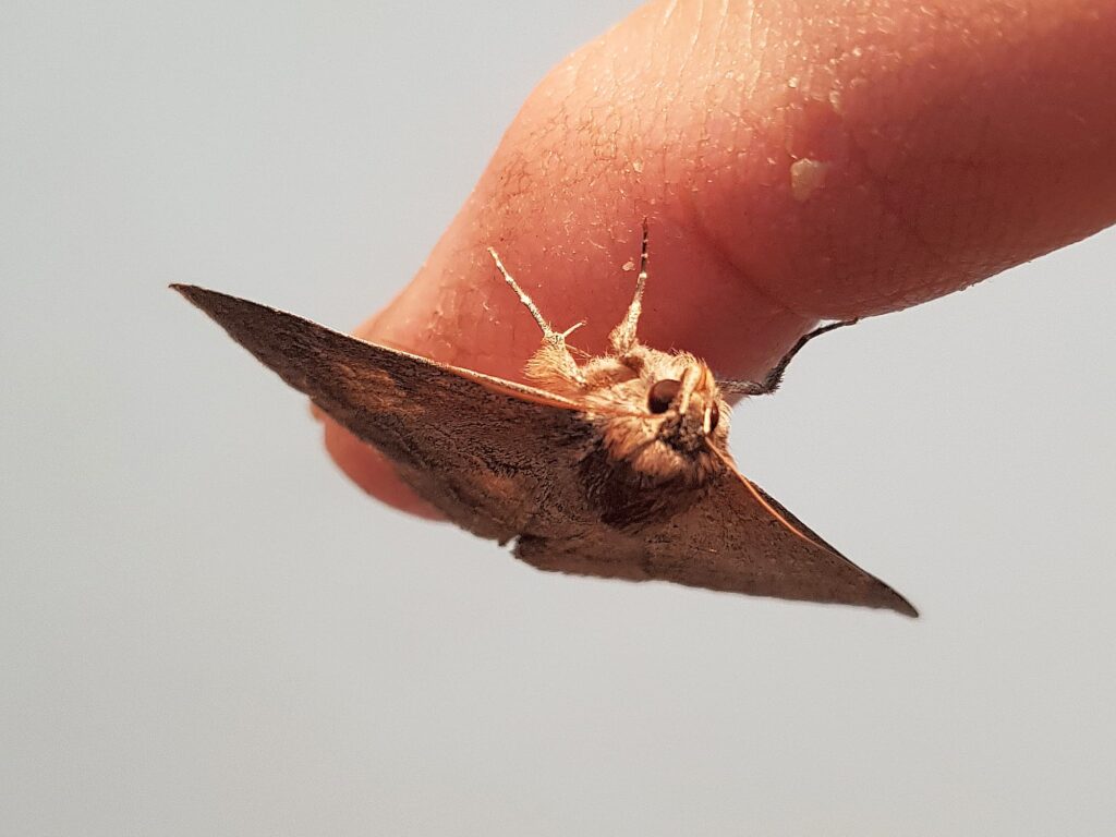 Lawson's Night Moth (Eudesmeola lawsoni), Alice Springs NT