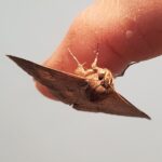 Lawson's Night Moth (Eudesmeola lawsoni), Alice Springs NT