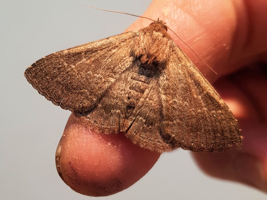 Lawson's Night Moth (Eudesmeola lawsoni), Alice Springs NT