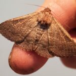 Lawson's Night Moth (Eudesmeola lawsoni), Alice Springs NT