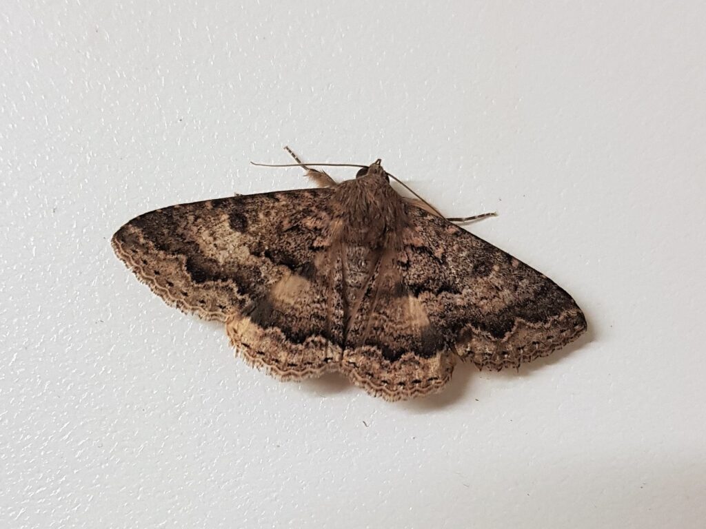 Lawson's Night Moth (Eudesmeola lawsoni), Alice Springs NT