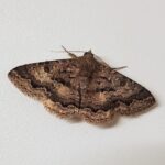 Lawson's Night Moth (Eudesmeola lawsoni), Alice Springs NT