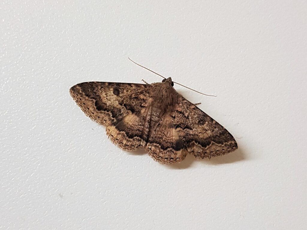 Lawson's Night Moth (Eudesmeola lawsoni), Alice Springs NT
