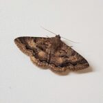 Lawson's Night Moth (Eudesmeola lawsoni), Alice Springs NT