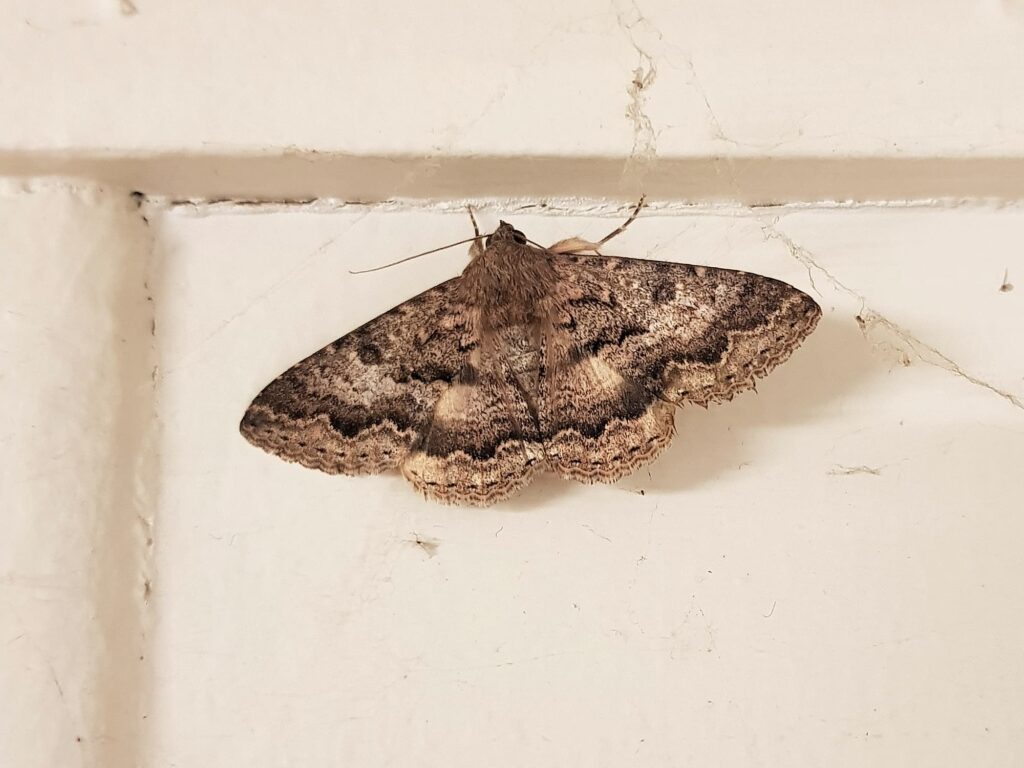Lawson's Night Moth (Eudesmeola lawsoni), Alice Springs NT