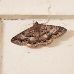 Lawson's Night Moth (Eudesmeola lawsoni), Alice Springs NT