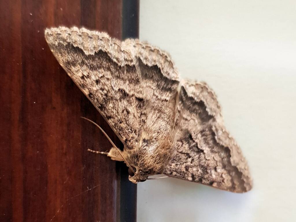 Lawson's Night Moth / Owlet Moth (Eudesmeola lawsoni), Alice Springs NT