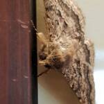 Lawson's Night Moth / Owlet Moth (Eudesmeola lawsoni), Alice Springs NT
