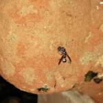 Eumeninae sp, Alice Springs, NT