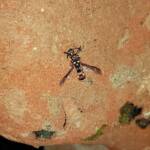 Eumeninae sp, Alice Springs, NT