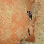 Eumeninae sp, Alice Springs, NT