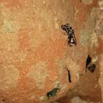 Eumeninae sp, Alice Springs, NT